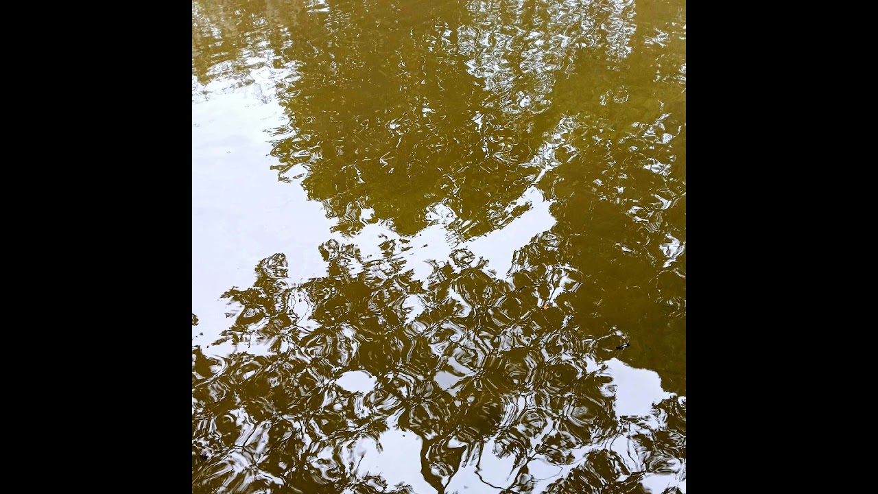 Under a Canopy of Trees ('Your word')