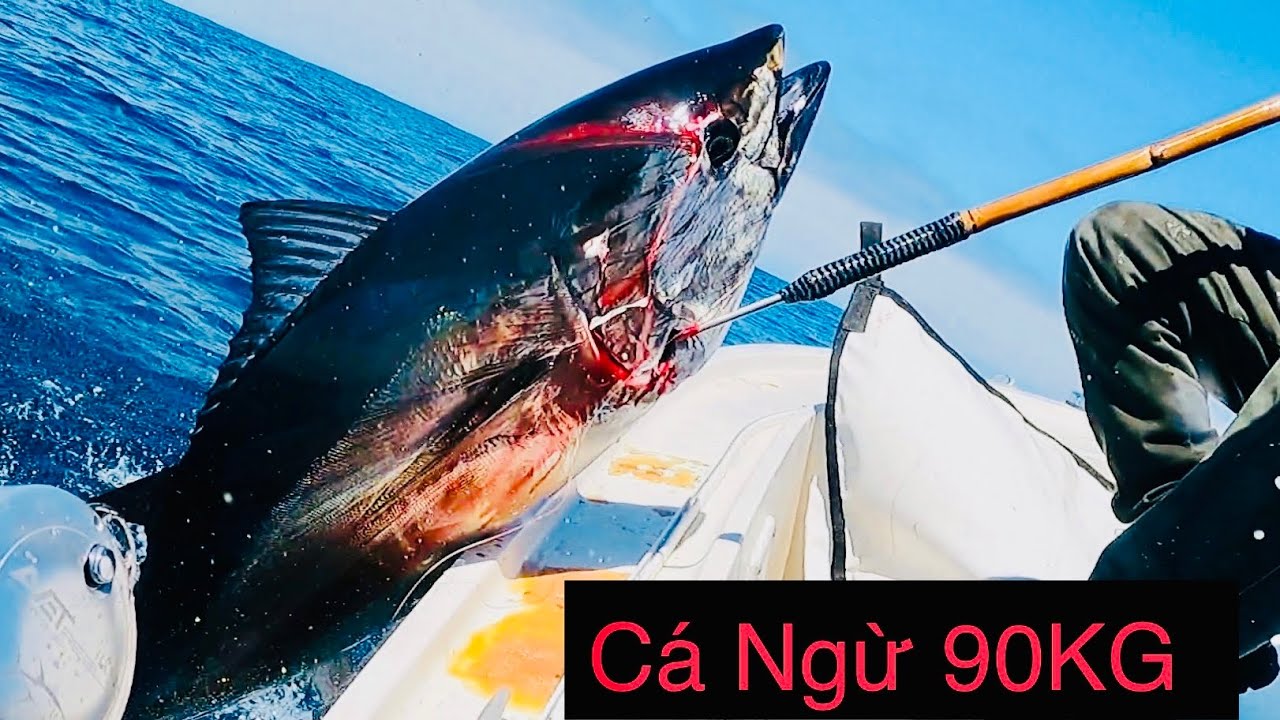C&acirc;u C&aacute; Ngừ Khổng Lồ EP07 - Trolling Madmacs for Jumbo Bluefin Tunas Catalina