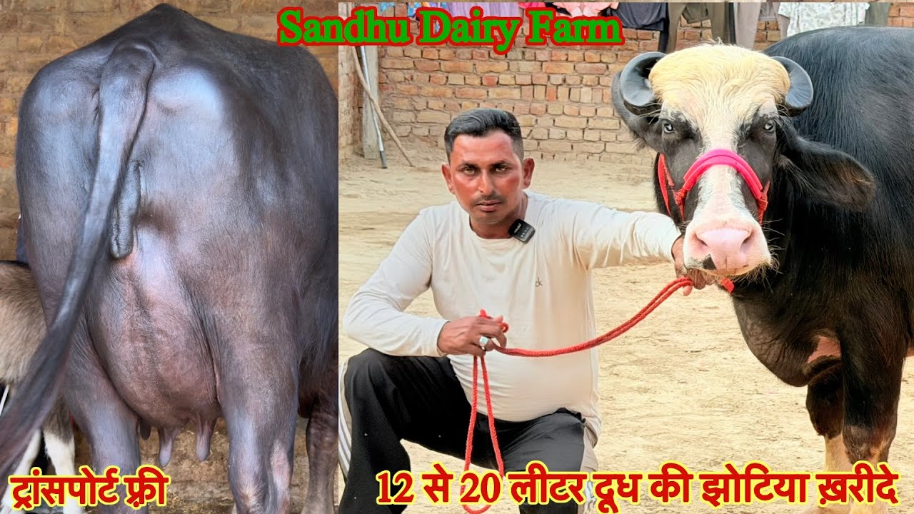 टॉप की नीली रावी झोटी ख़रीदे ✅12 से 20 लीटर दूध की झोटिया 🏆 15 Buffalo For Sale 😱ट्रांसपोर्ट फ्री 👈🏻
