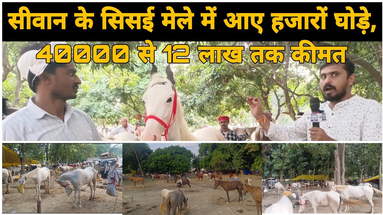 सीवान के सिसई घोड़ा मेला में देशभर से आए नामी घोड़े, कीमत 40 हजार से 12 लाख तक।। SIWAN NEW BIHAR।।