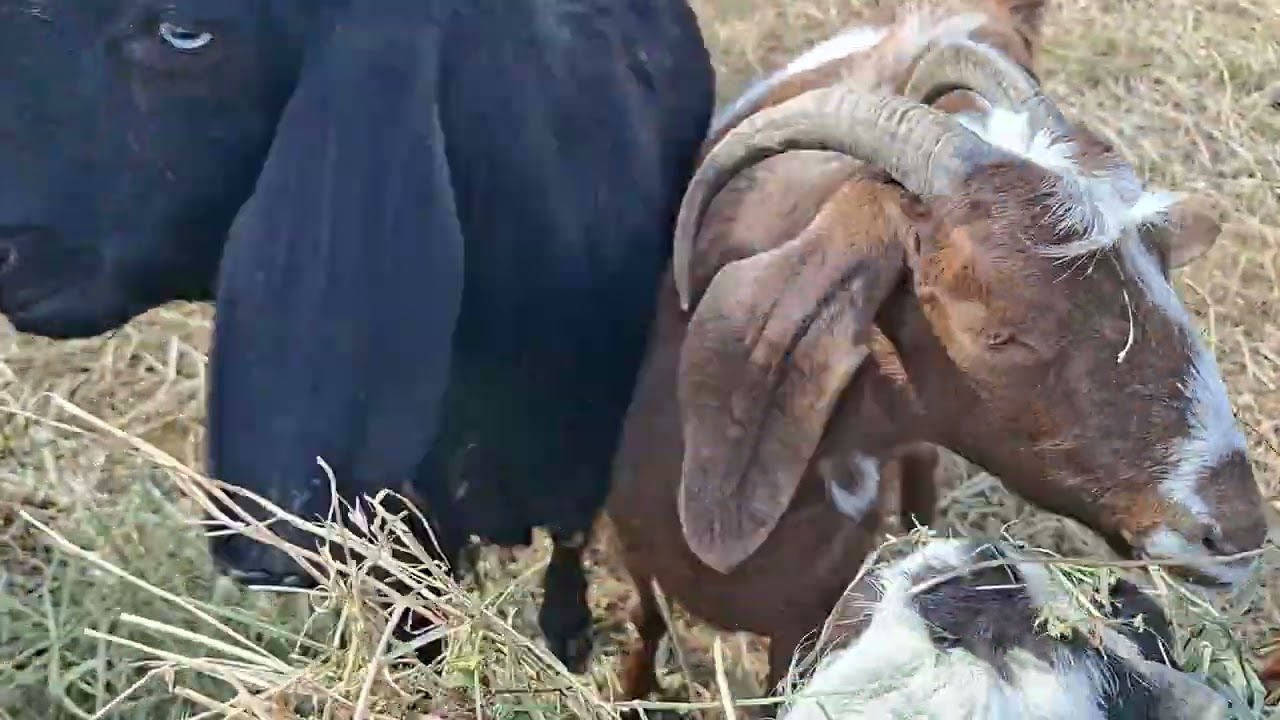 Hansı keçi cinsi daha yaxşıdır?