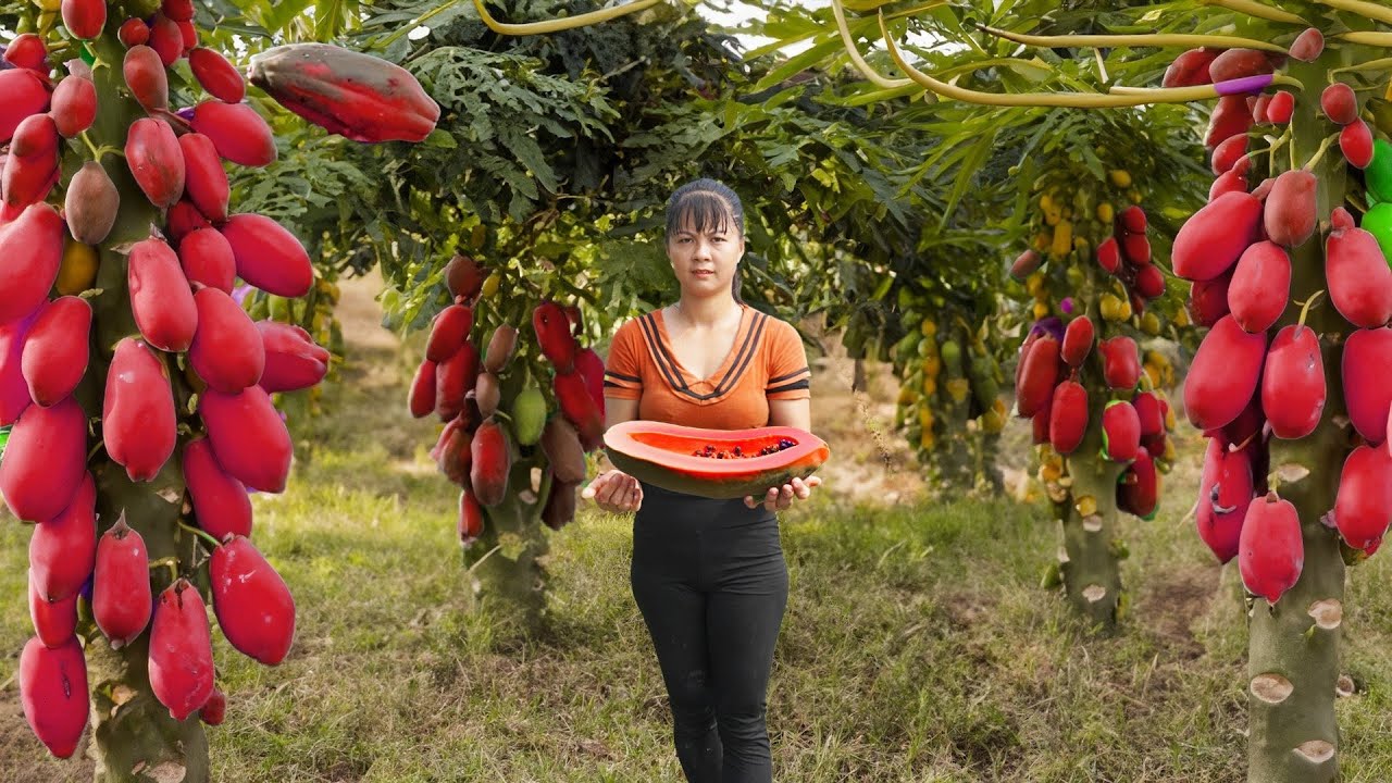 Harvesting Papaya Fruit Goes to market sell - Take care animals at farm | Phuong Daily Harvesting