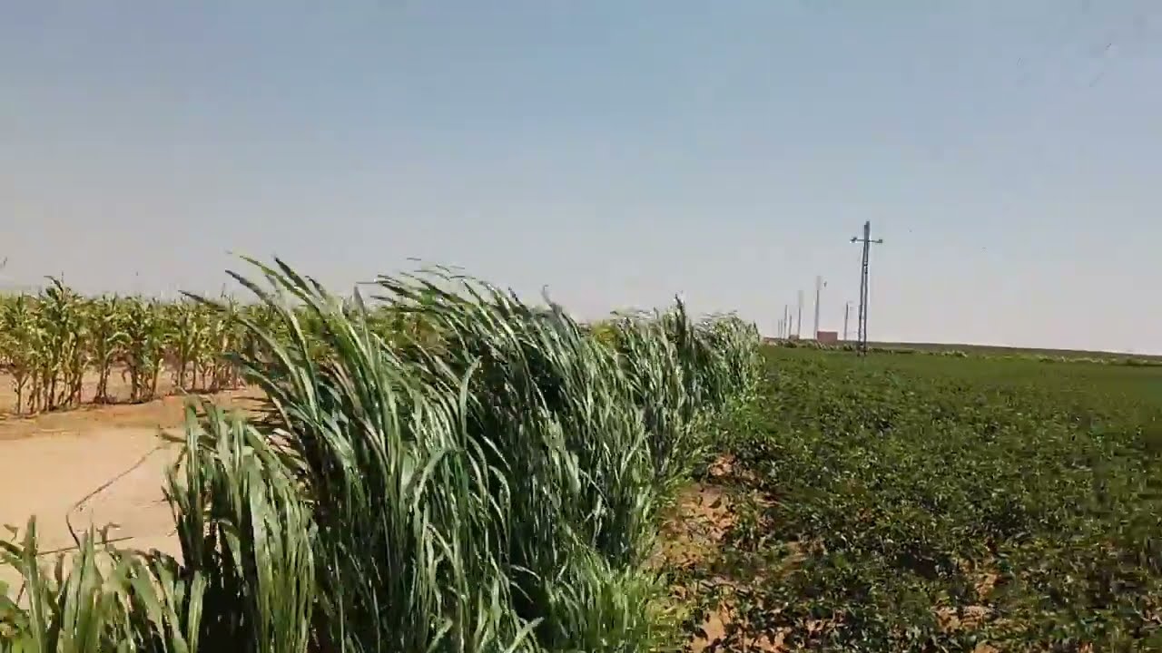 زراعة الطماطم فى ارض الوادى الفارغ وادى النطرون