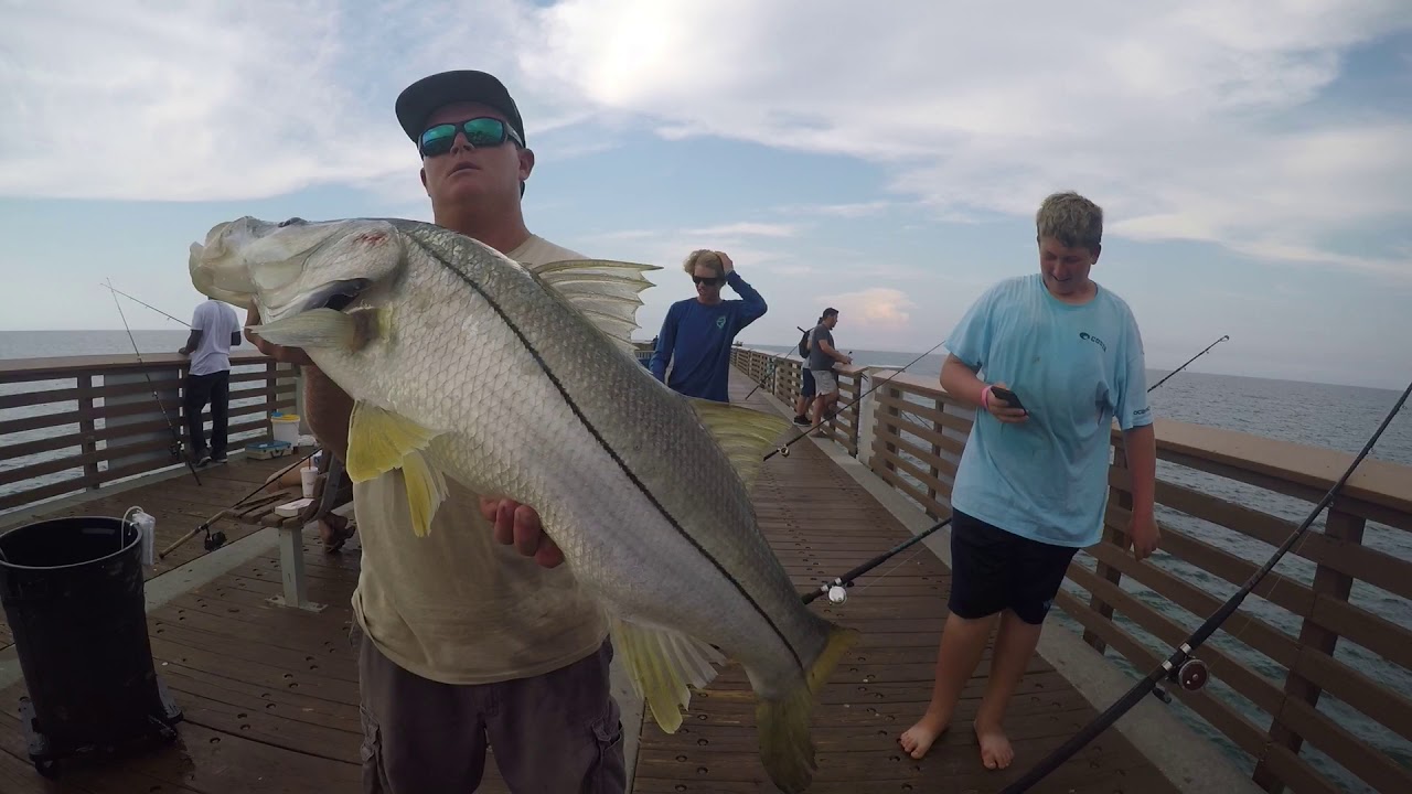 JUNO SNOOK FISHING! (RAW VIDEO)