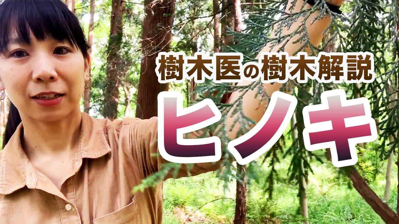 【樹木の紹介シリーズ】第10回ヒノキ（コロナ応援企画！）