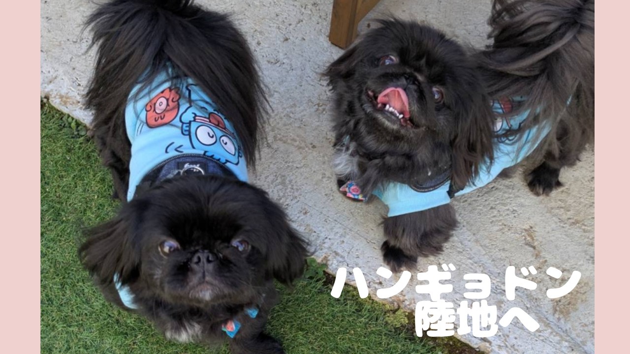 【ペキニーズ】久しぶりのガーデンに！【ワンワンピース】
