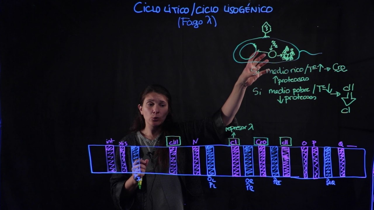 ciclo lítico y lisogénico