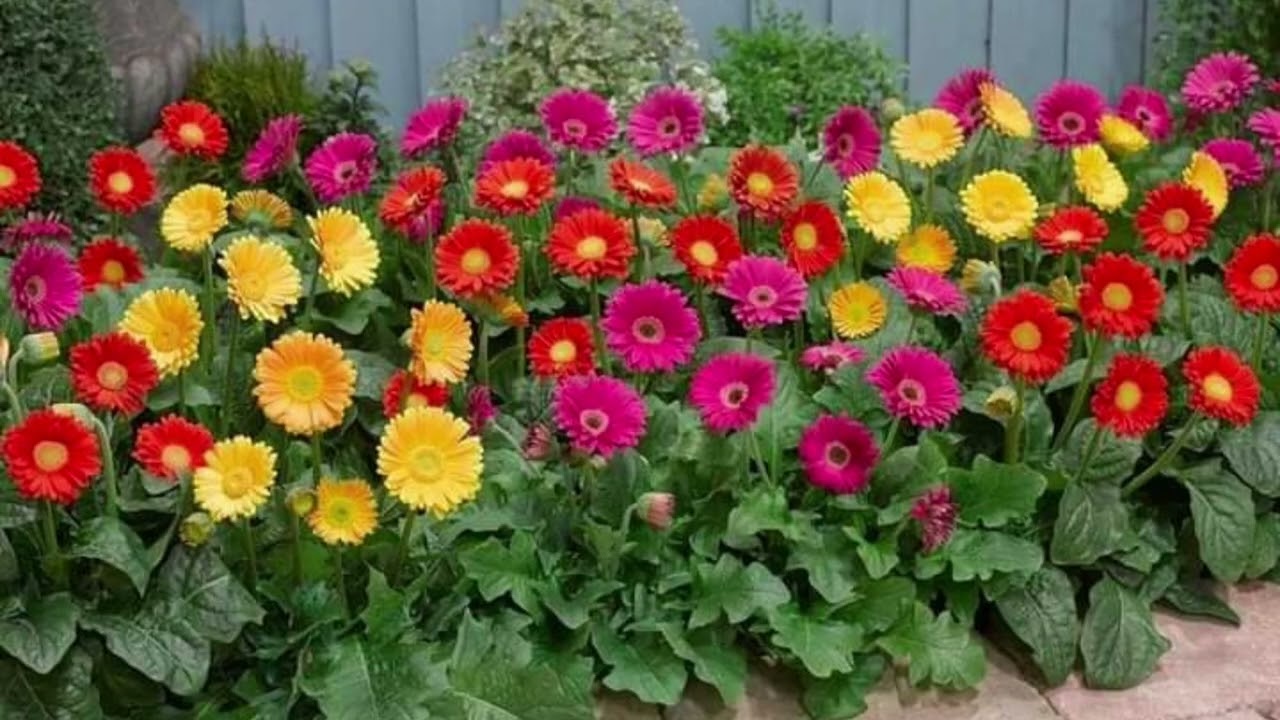 أزهار الجربيرا/gerbera/ gerbera daisies/نبات الجربيرا/طريقة العناية والإكثار
