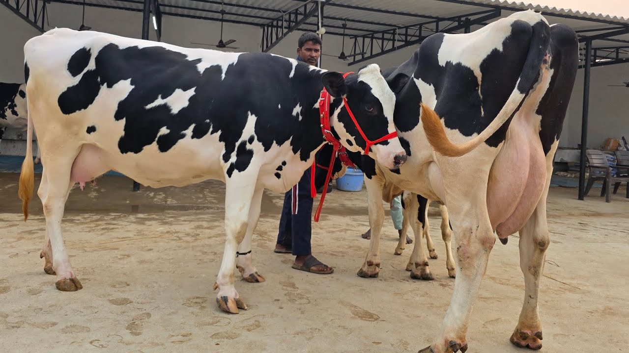 खीरी, 2-2 दांत की बछङिया,Heavy Milker Cow,बिक्री के लिए उपलब्ध!8127933448,9936366262,8127932875 