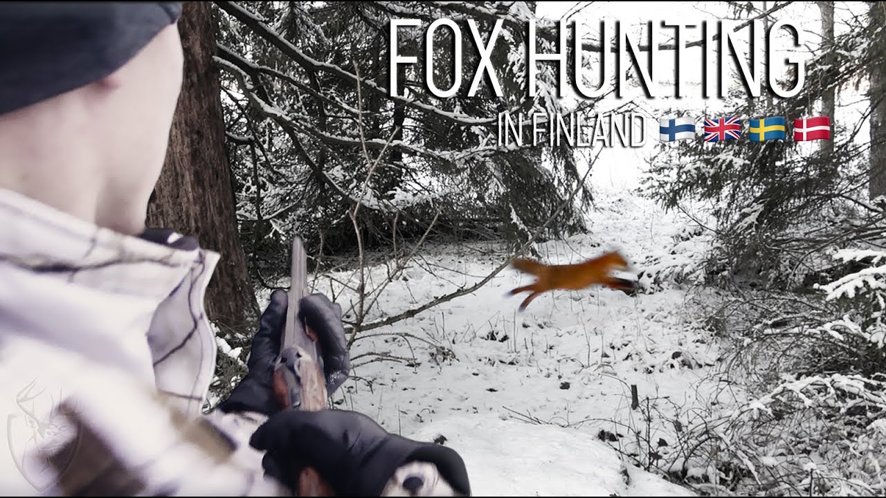 NH: Kettujahtia ajokoirilla | Fox Hunting with Hounds | 2020