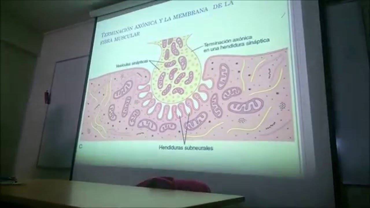 Anatomía y Fisiología del Tejido Muscular Esquelético Pt1