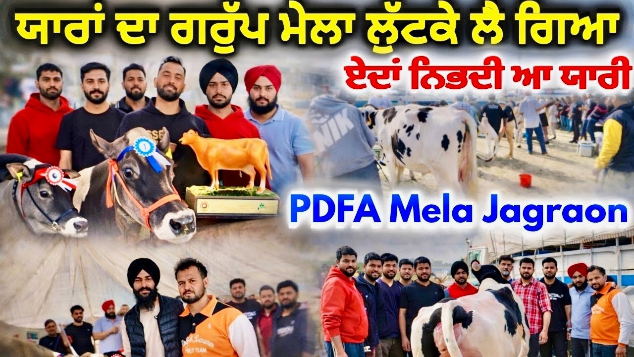 ਯਾਰਾਂ ਦਾ ਗਰੁੱਪ ਮੇਲਾ ਲੁੱਟ ਲੈ ਗਿਆ | Jersey Cows Competition | PDFA Mela Jagraon 2026 | Rangle Punjabi