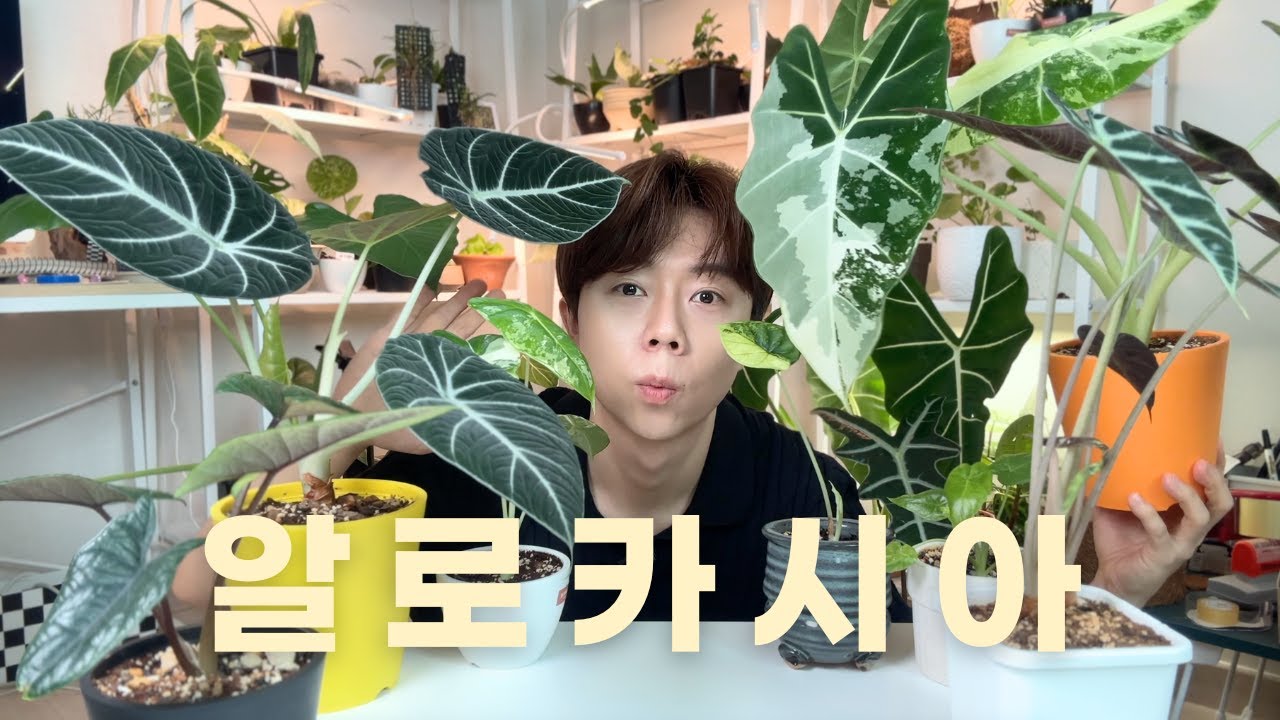 이 식물 키우기가 그렿게 어렵다던데?! | 알로카시아 관리법 응애 자구 캐는 법 | 식물 소개 및 키우는 법 