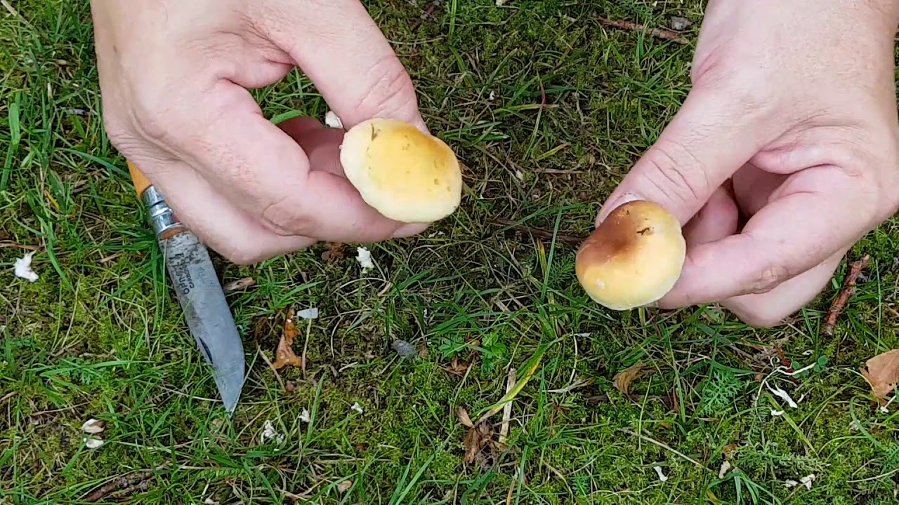 Rökslöjskivling vs Svavelgul slöjskivling