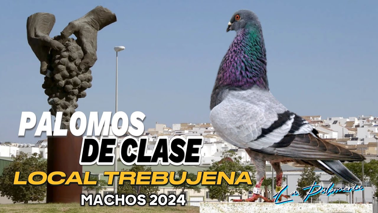 Palomos de Clase Machos | Local Trebujena 2024