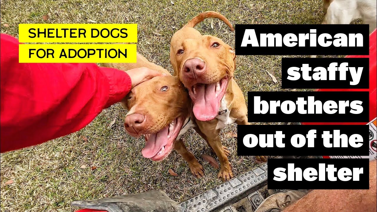 American Staffy Brothers Out of the Shelter | Fostering at the Farm