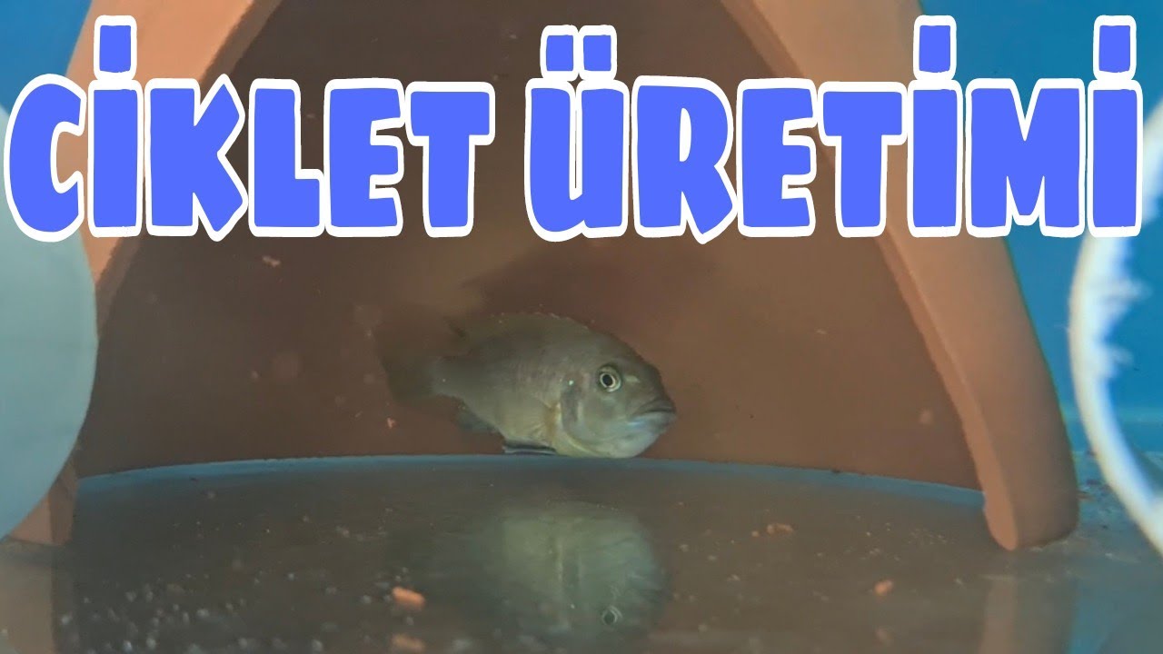 CİKLET BALIĞI &Uuml;RETİMİ