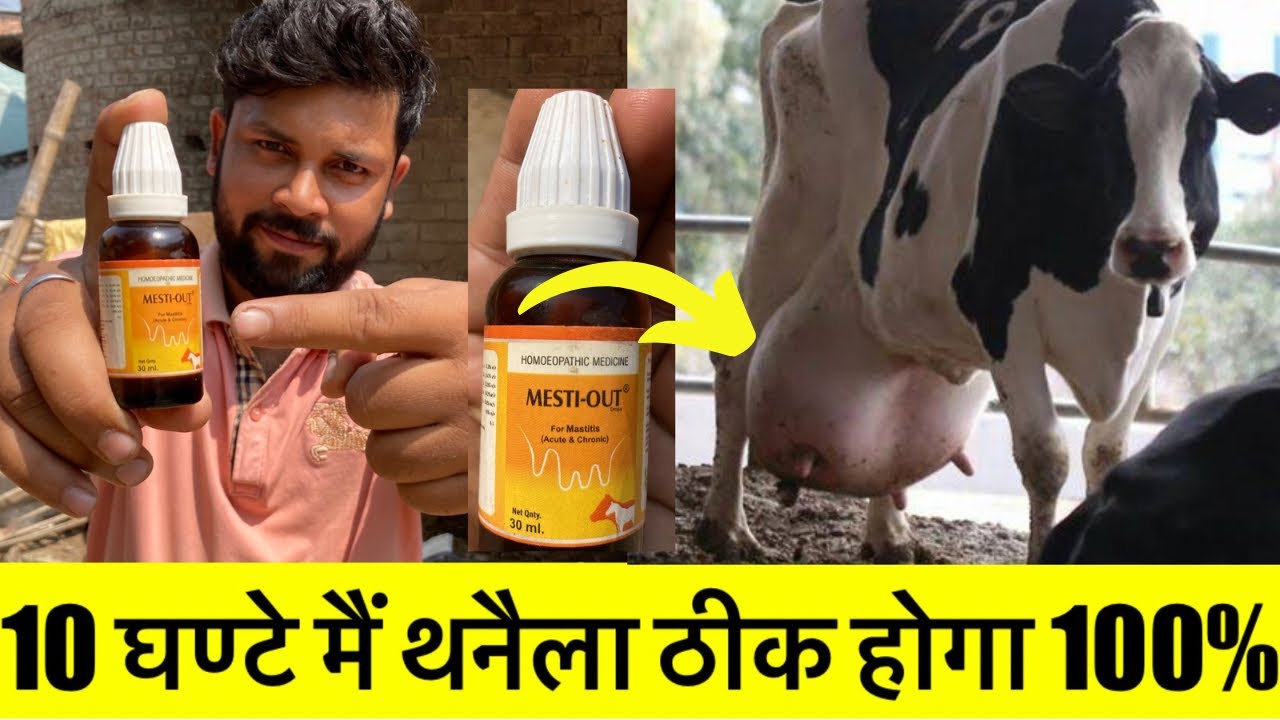 थनैला रोग का 100% घरेलू उपचार।Mastitis Treatment in cow 🐄 Buffalo 🐃 in HOMOEOPATHIC MEDICINES