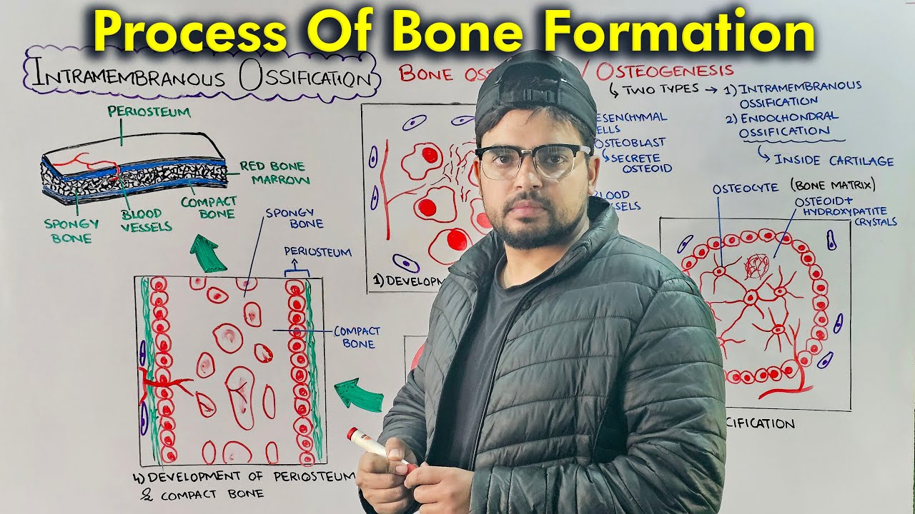 Steps of Bone Development: Intramembranous Ossification Part 1