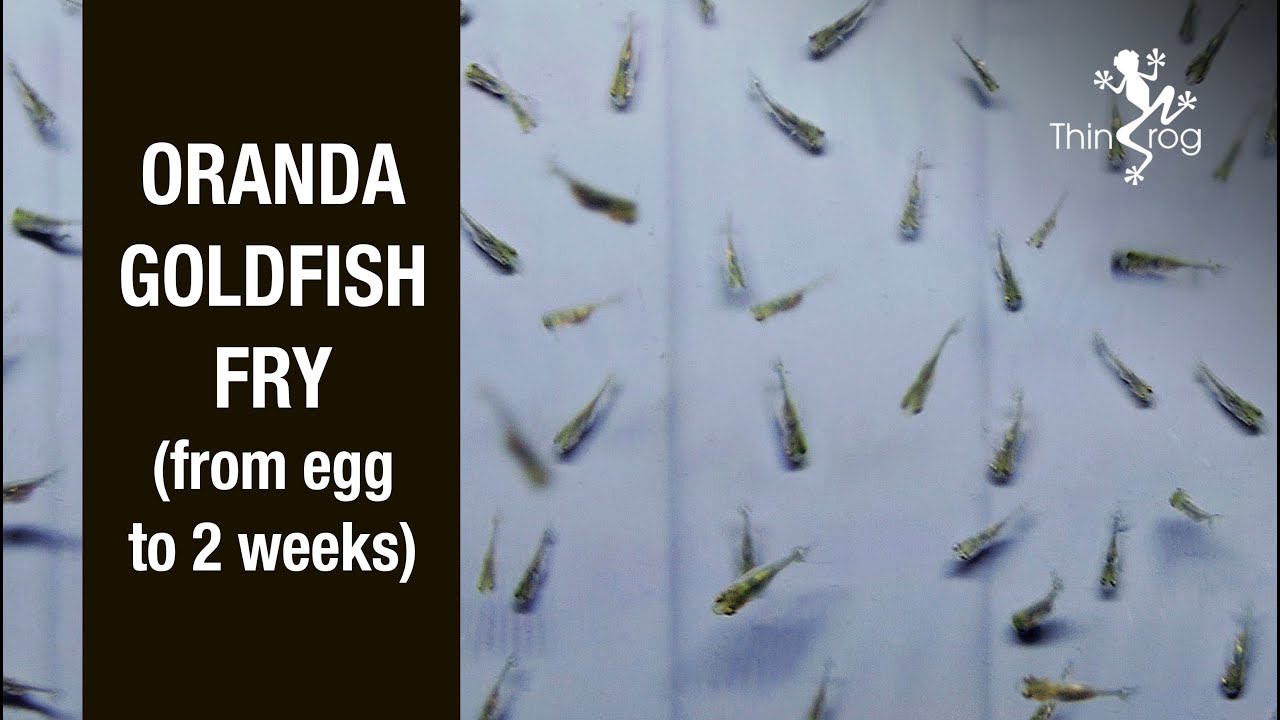 Oranda Goldfish Fry (from eggs to 2 weeks)