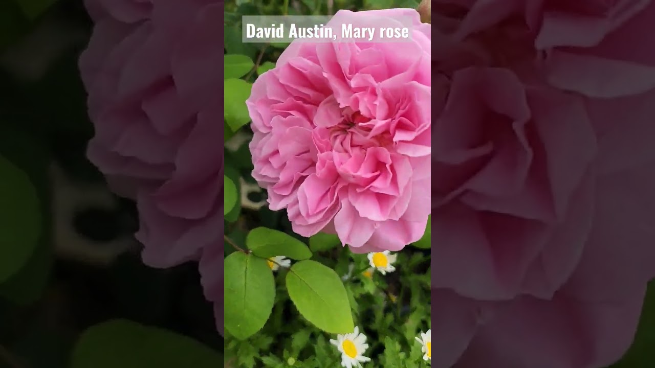 David Austin Mary rose and violet's pride rose
