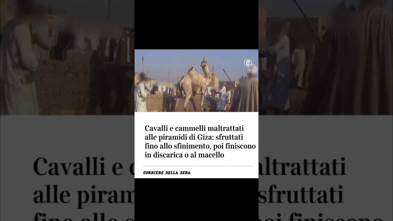 Cammelli e cavalli maltrattati e abbattuti nei siti turistici egiziani #animali #egitto #cronaca