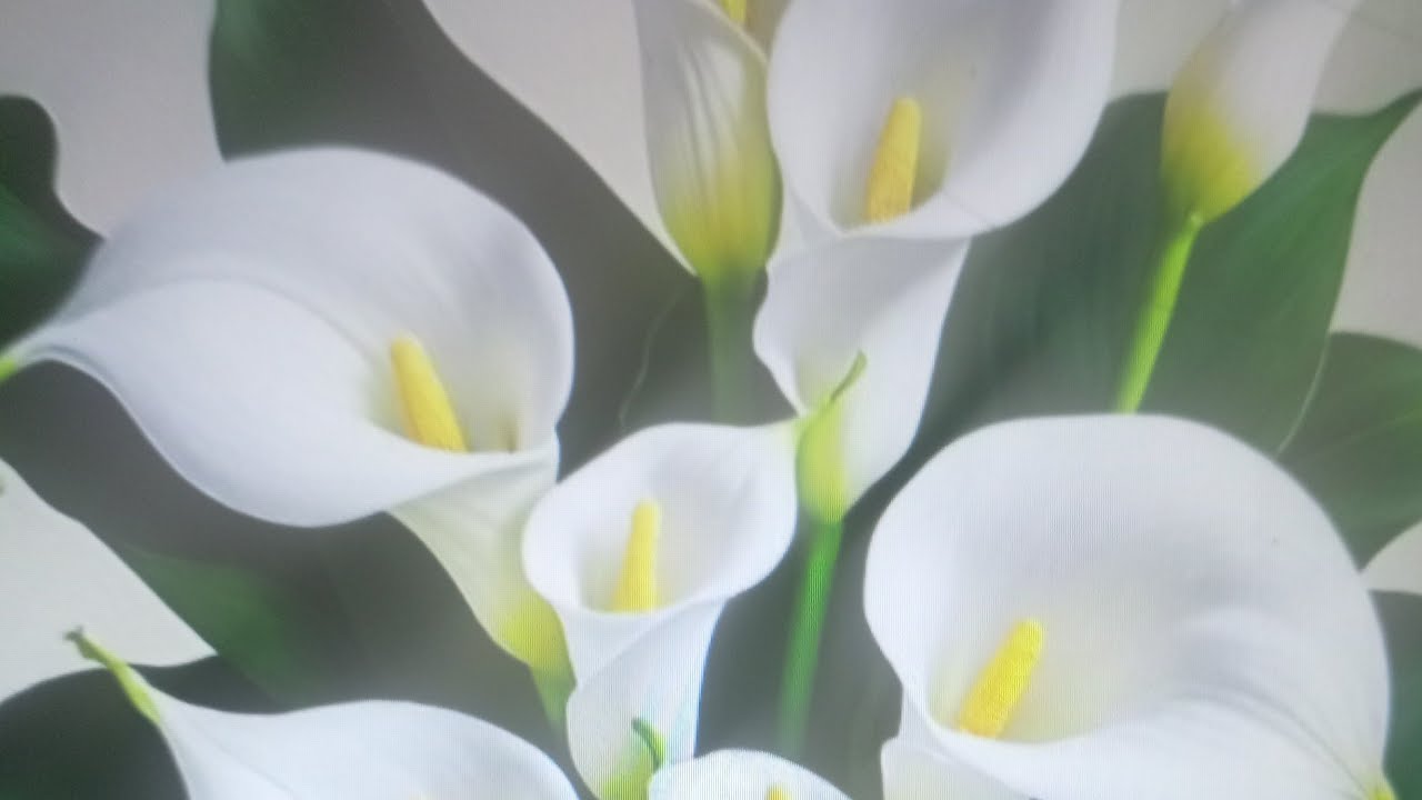 መቸኮል ዋጋ ያስከፍላል..እንዴት?ተመልሻለሁ