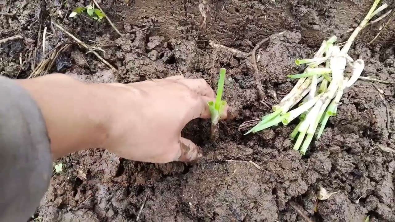 A day in the province. 