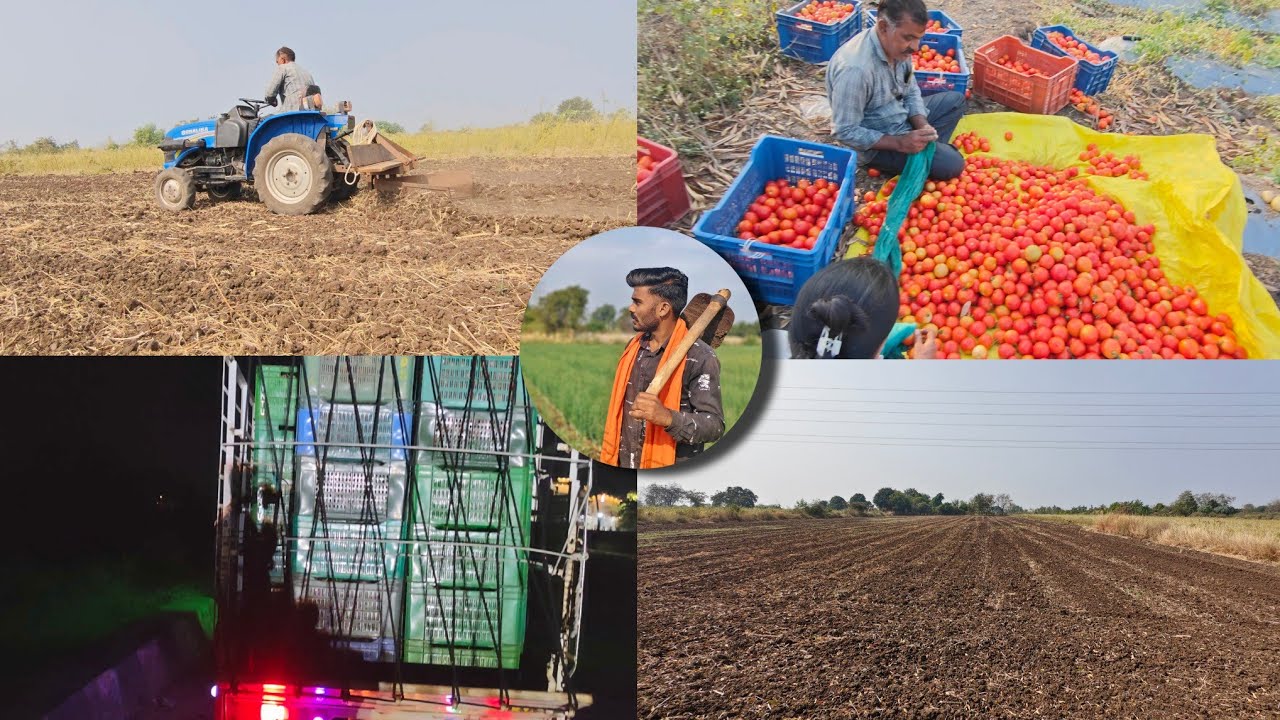 Tomato harvesting & work full-vlog 🍅🧑🏻‍🌾 @Piyushsawant-vlogs #vlog #farming #marathivlog #op #ps 