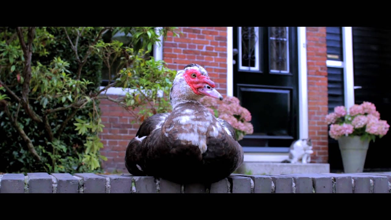 Spijk.mov
