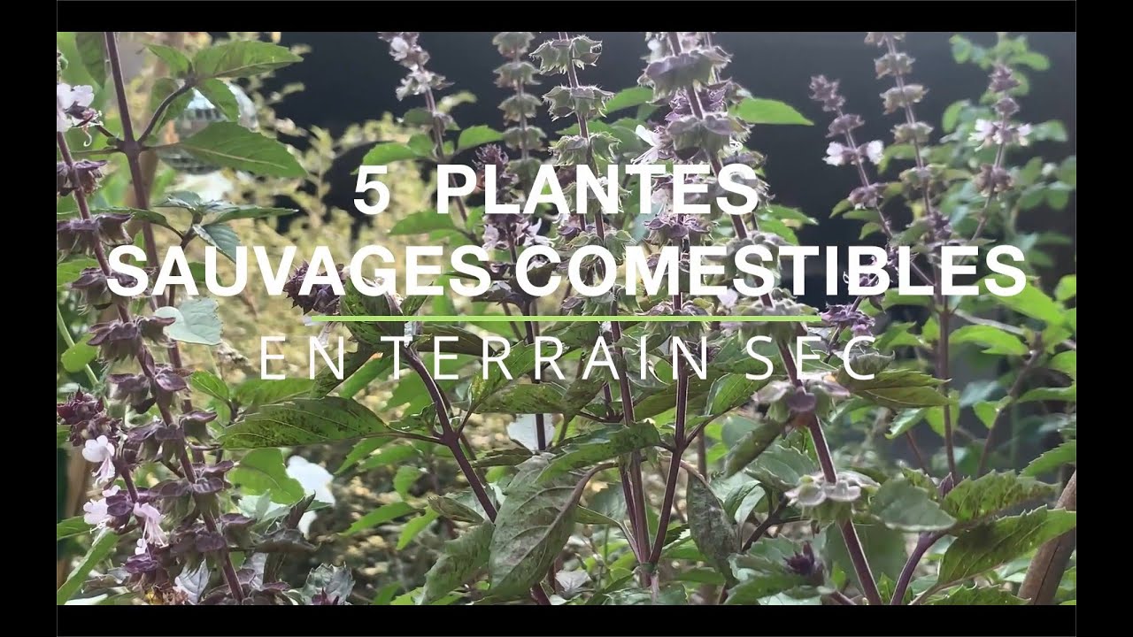5 plantes sauvages comestibles en terrain sec