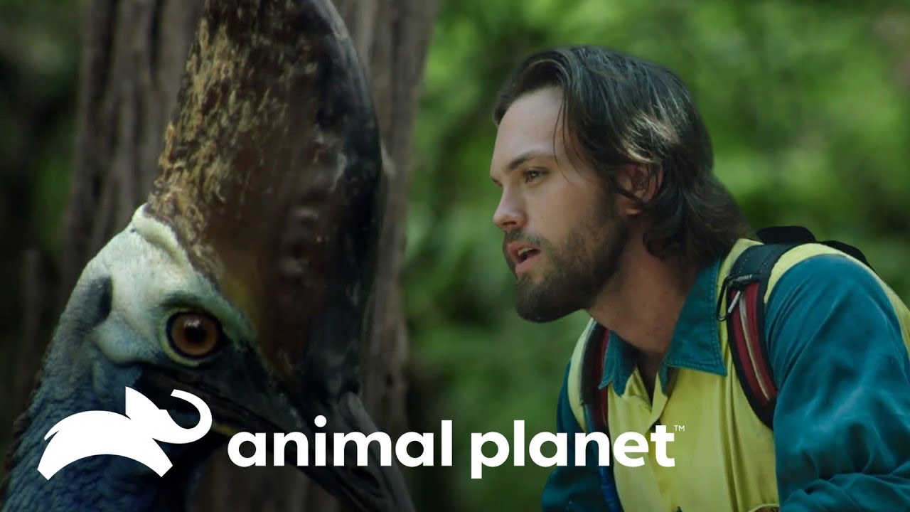 El Casuario: el ave más letal del mundo | Dinosaurios Modernos | Animal Planet