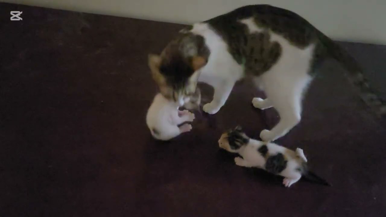 Cat mother cares about her kitten #viralvideo #trendy 
