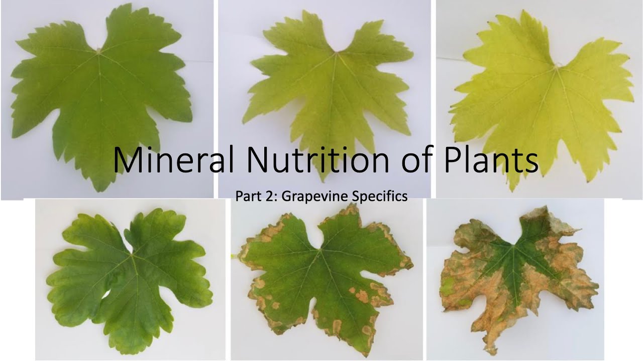 Mineral Nutrition of Plants: Part 2, Grapevine Specifics