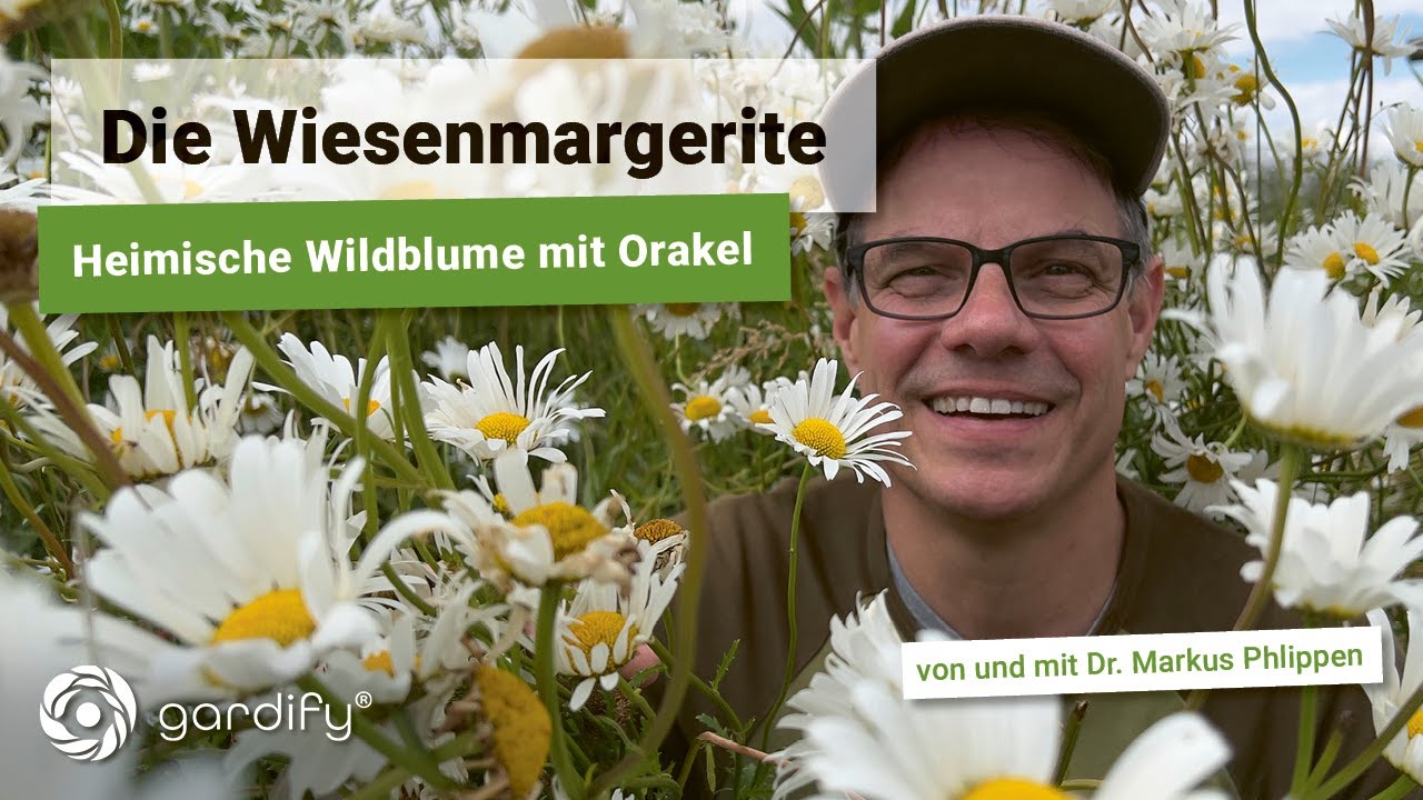 Die Wiesen-Margerite - Heimische Wildblume mit Orakel: Pflege, Standort und Bedeutung
