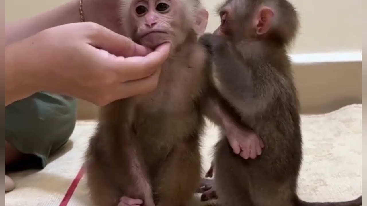 Funny Monkey Videos Ep115#lovely #cute #adorable #newborn #animals  #obedient #monkey#cat #duet