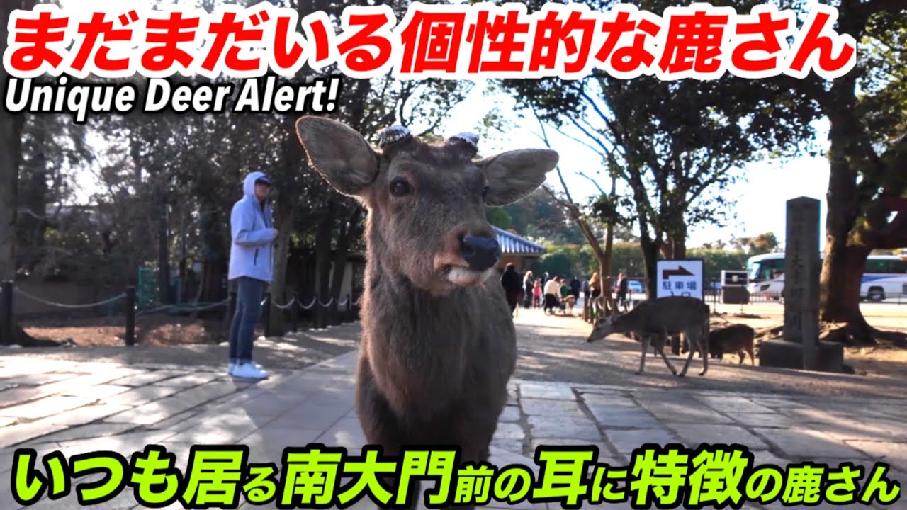まだまだいる個性的な鹿さん　Unique Deer Alert!