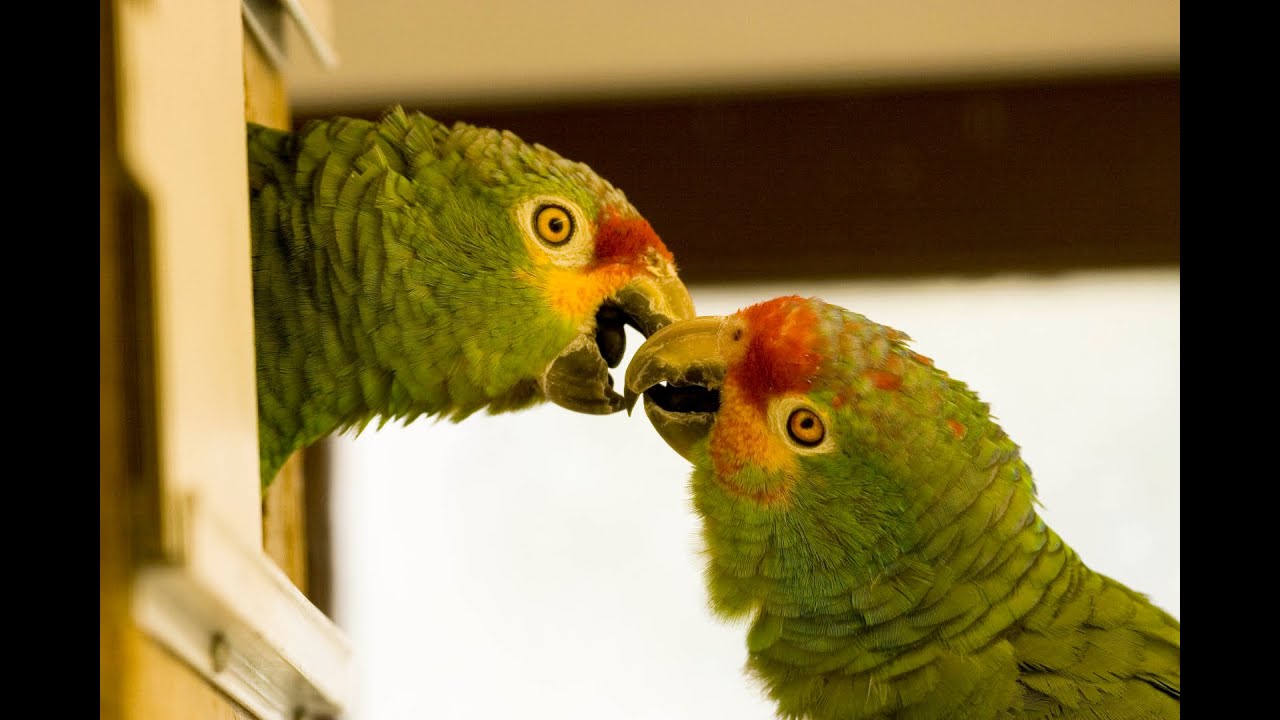 Heerlijk relaxen en genieten van prachtige vogelmomenten. Deel 1 en 2