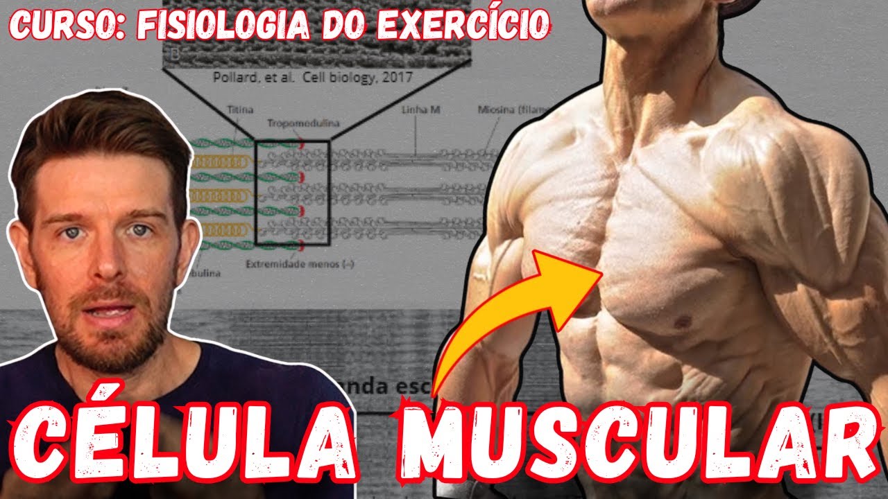 CÉLULA MUSCULAR | FIBRA MUSCULAR | MIÓCITO - Módulo III - aula 1