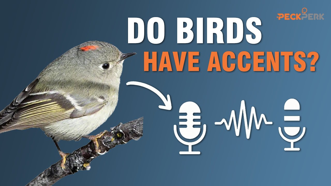 Do Birds Have Accents? 🐦 Ruby-Crowned Kinglet Songs Explained