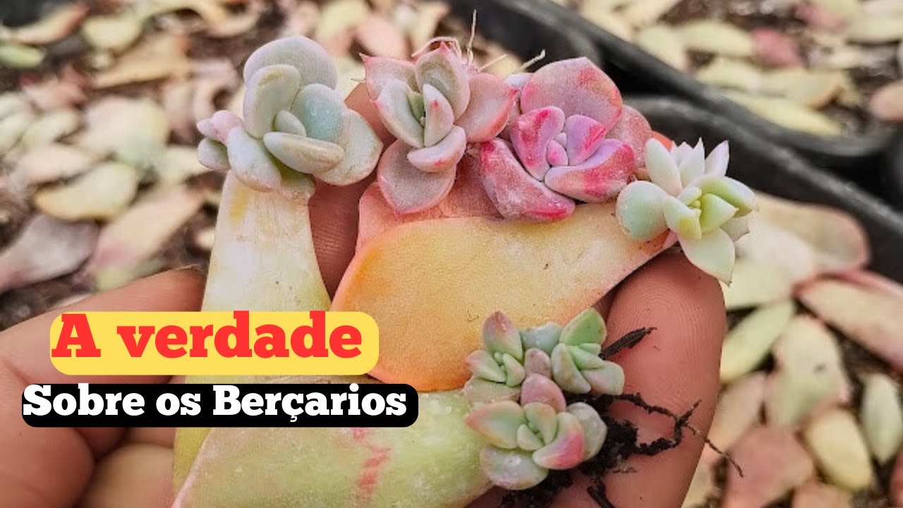 O Segredo do Berçário de Suculentas Revelado – Faça Aí Também!