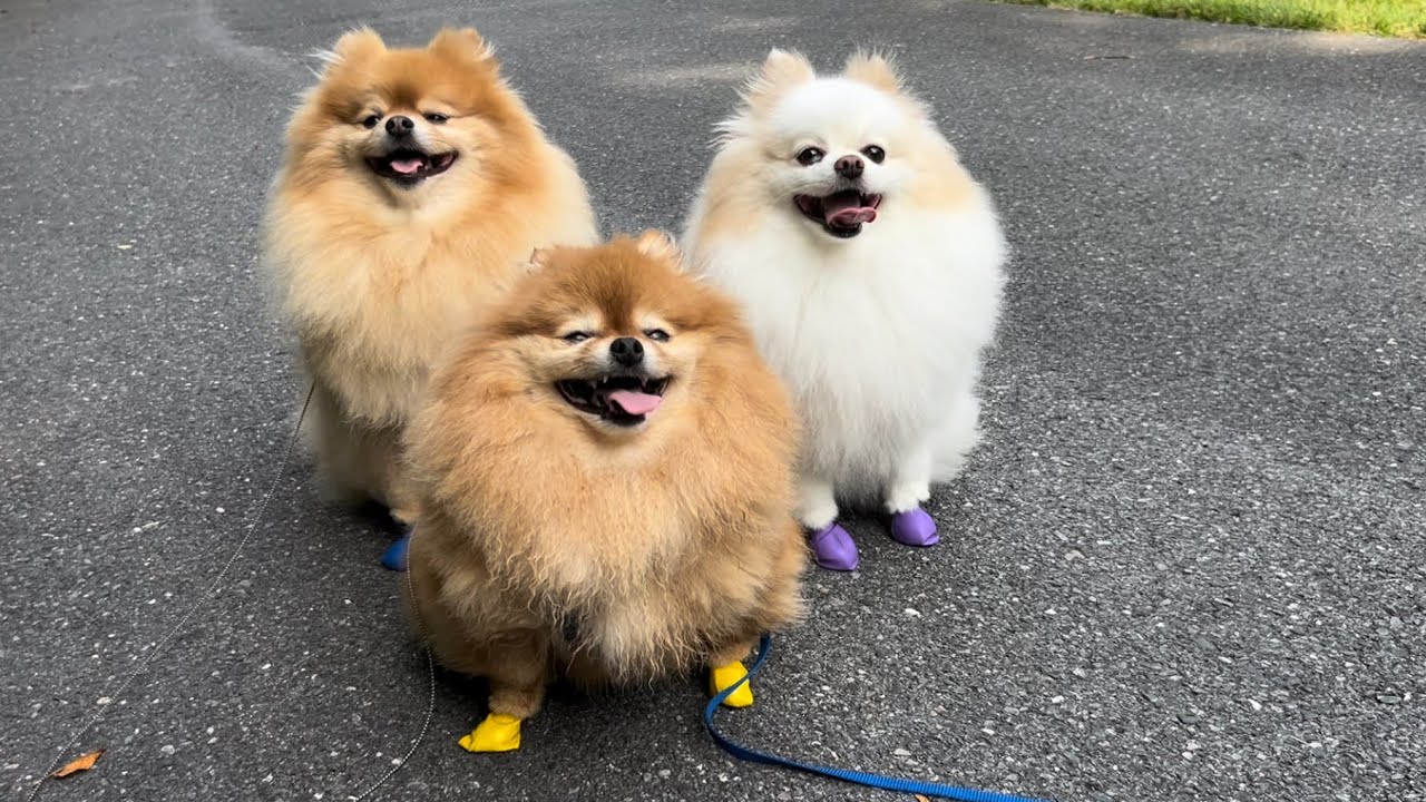 The Joys of Pomeranian Cuddles & Playtime outdoor