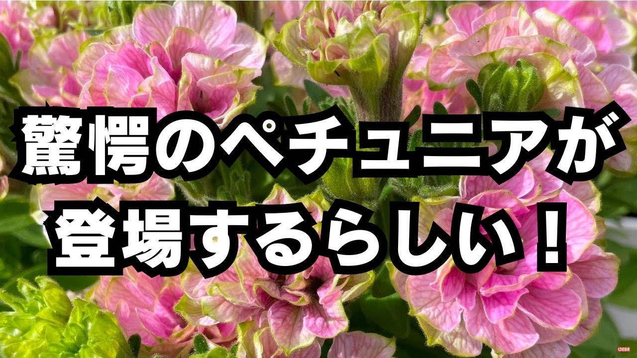 驚愕すぎるペチュニアが登場するらしいです！