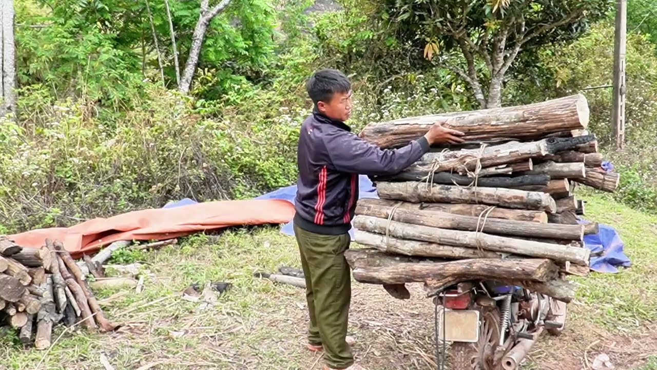 Life in a Vietnam - Laos Border Village: Farming & Herding Cattle