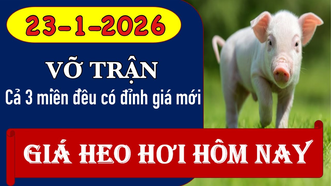 Giá heo hơi hôm nay 23/1/2026 - Vỡ trận, liên tục lập đỉnh mới