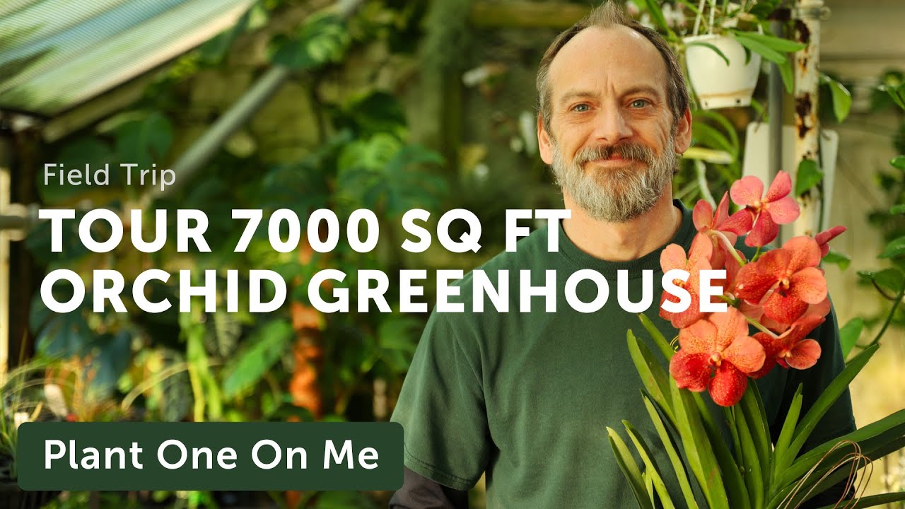 Экскурсия по теплице орхидей площадью 7000 кв. футов с Little Brook Orchids — Эпизод 311