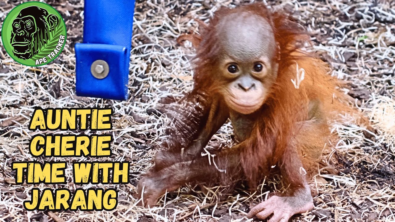 Auntie Cherie Looks After Baby Orangutan Jarang