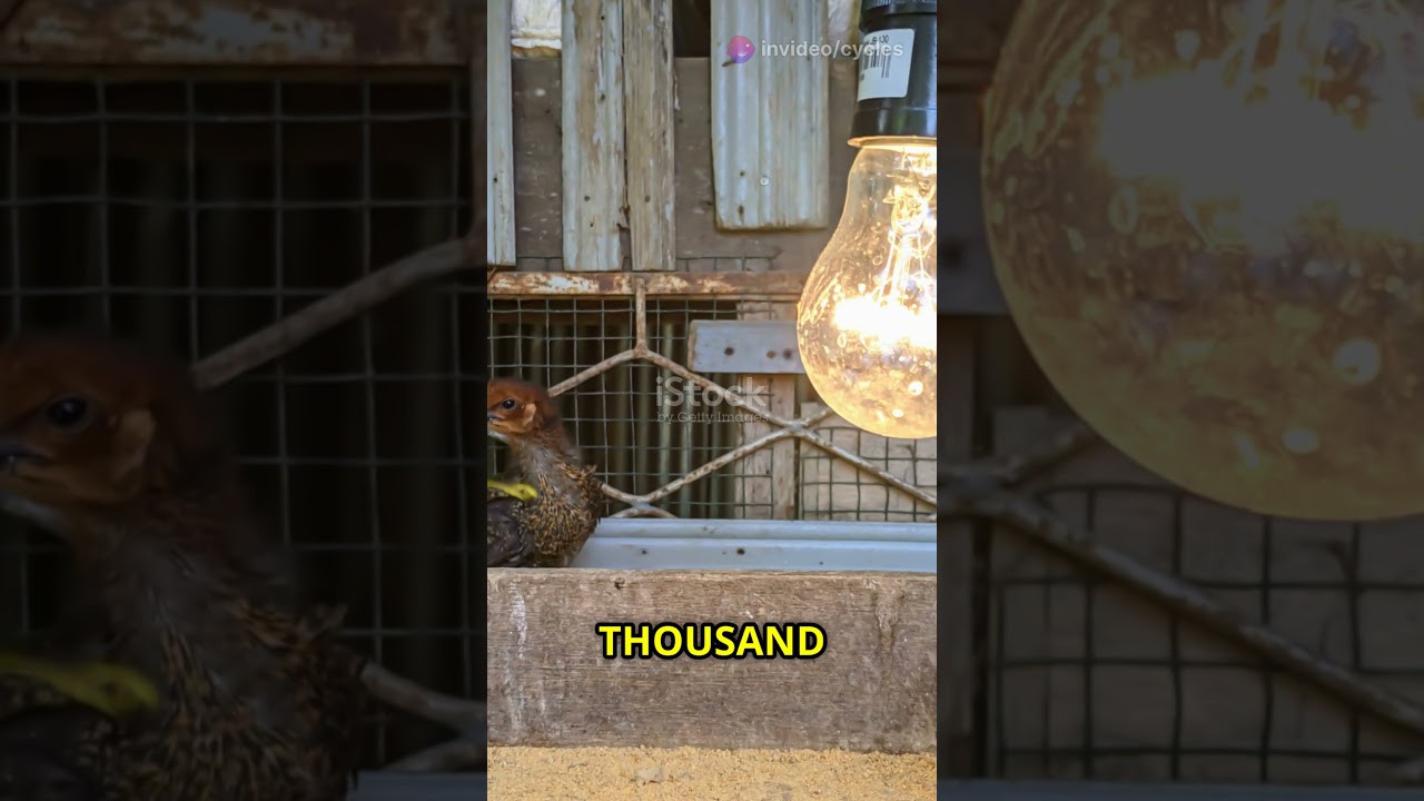 How to INCREASE Egg Production FAST! (Best Poultry Farming Tips) 🥚