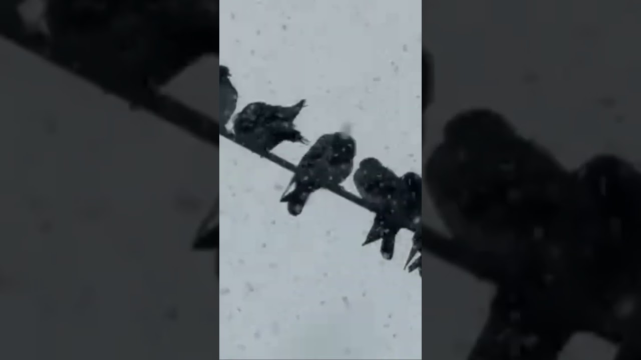 ￼ A Peaceful Snowfall in Toronto with beautiful Birds on the power Line. بارش آرام برف در تورنتو