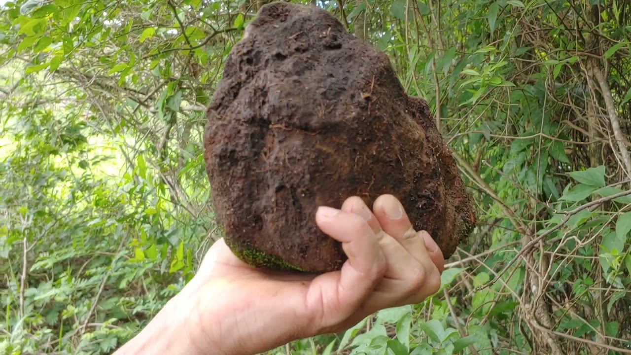DETECTORISMO NA SELVA #5 - OURO? - GOLD FINDER FS2